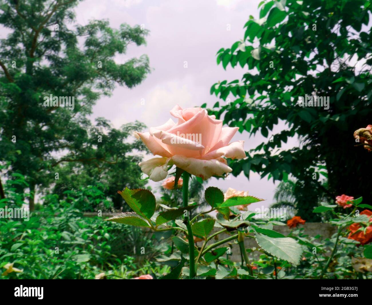 Amazing pink rose flower growing on sky nature background Stock Photo