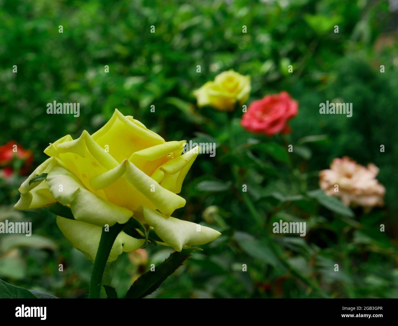 Yellowish Single rose flower presented with green leaves on park