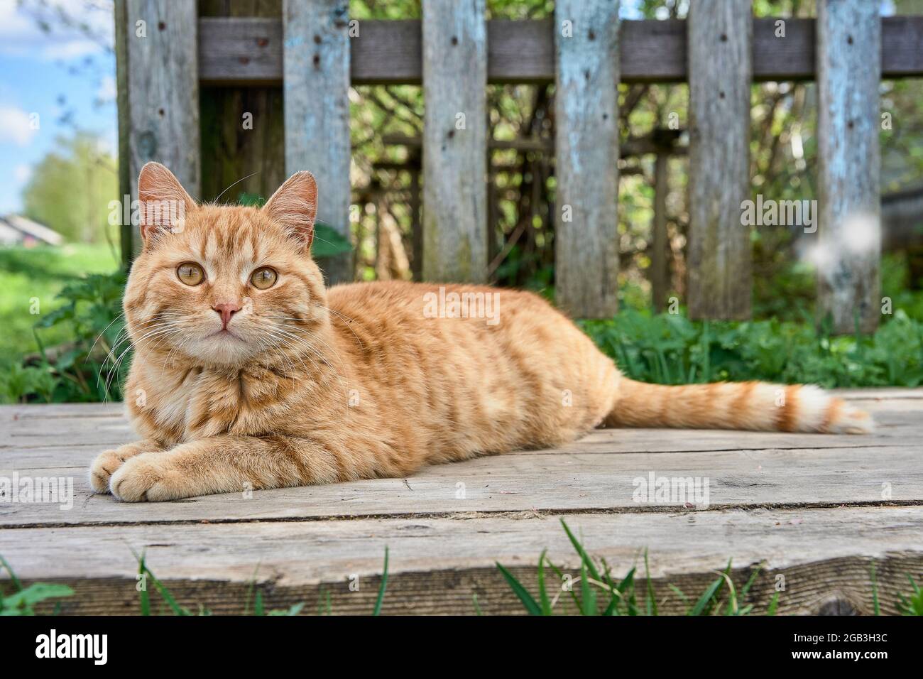 A red-haired cat is lying on the boards Stock Photo