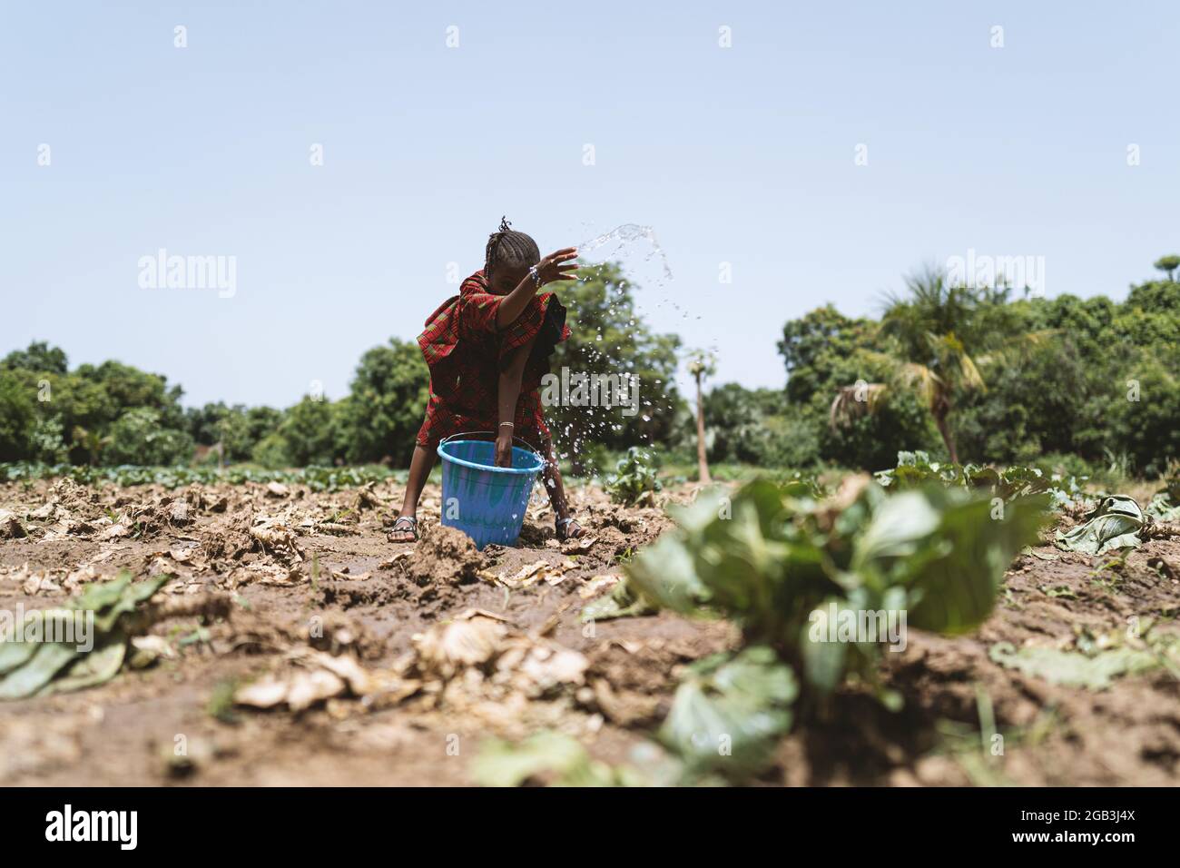 In this image, a little african girl is splattering water on dry cabbage plants by hand under a cloudless blu skyclouodless, Stock Photo