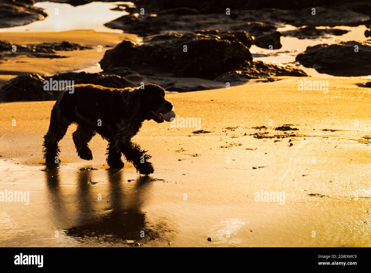 The silhouette of a small dog with ball in its mouth running at the beach during golden hour Stock Photo