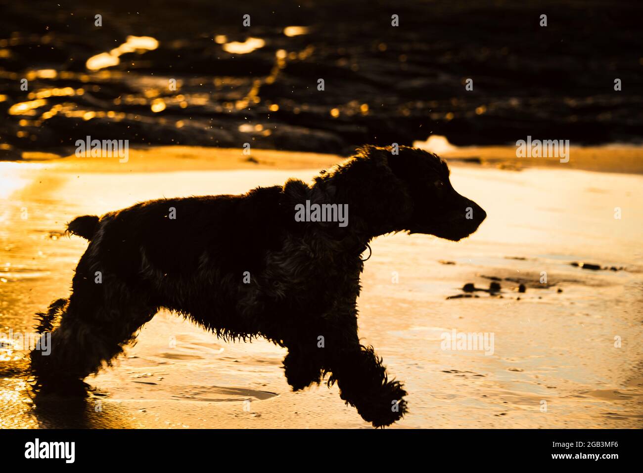 The silhouette of a small dog running at the beach during golden hour Stock Photo