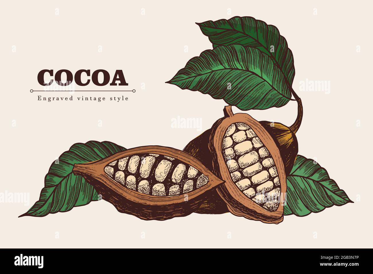 Cocoa beans set in vintage style. Vector engraving illustration