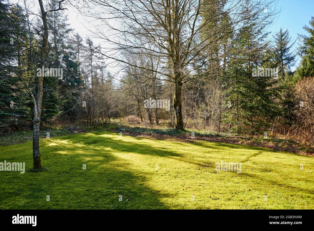 Trees in backyard hi-res stock photography and images - Alamy
