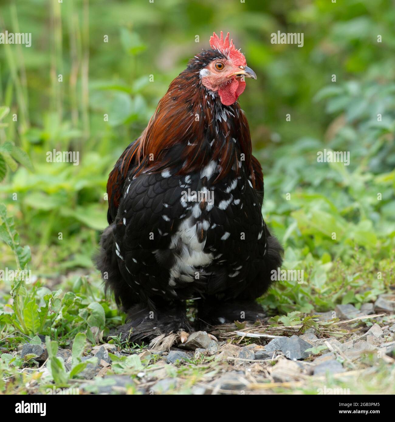 Pekin bantam Cockerel Stock Photo - Alamy