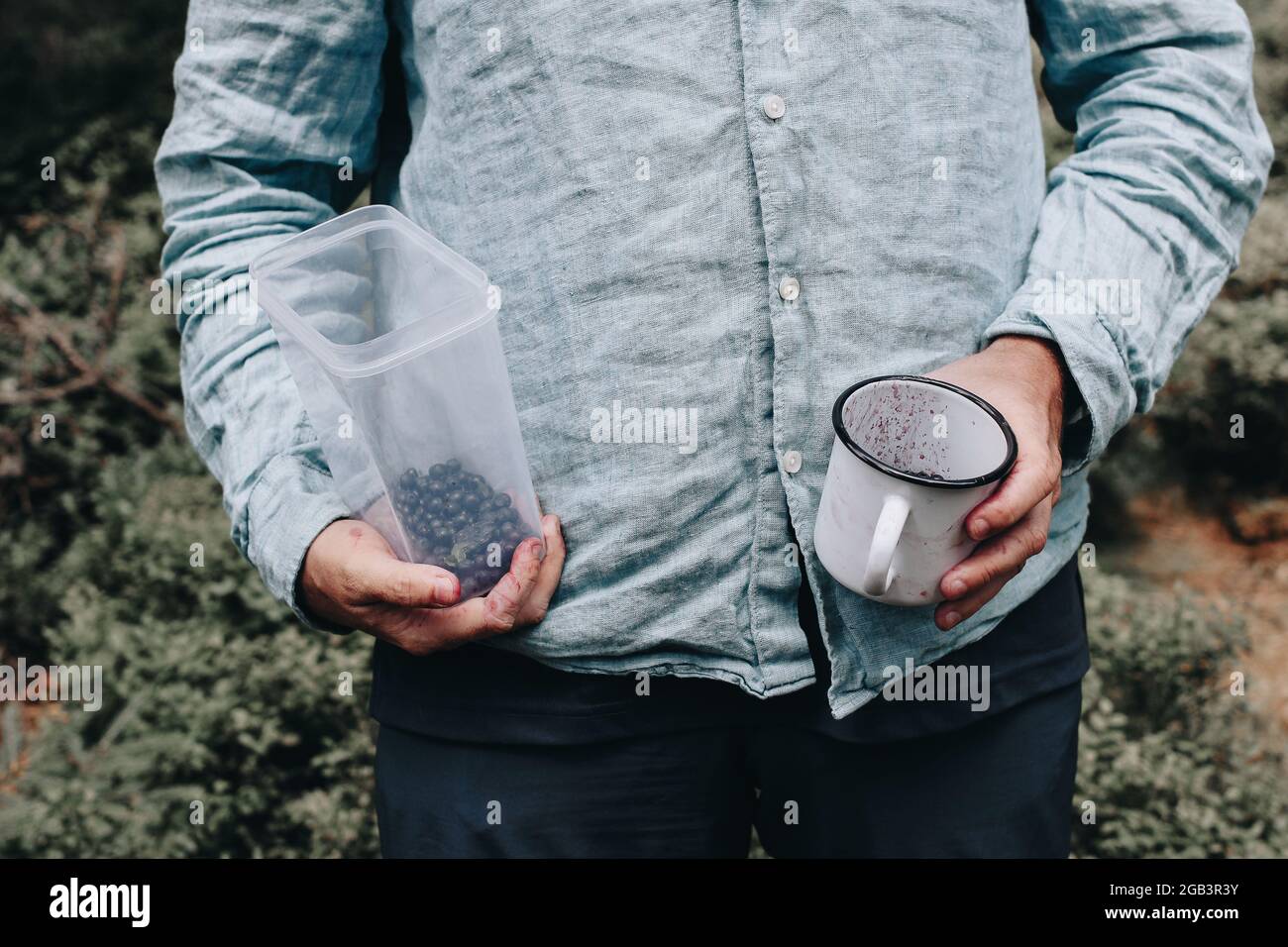 Man in blue linen shirt holding tin cup and plastic container with blueberries in dirty hands. Harvesting foraging wild bilberries fruit. Camping Stock Photo