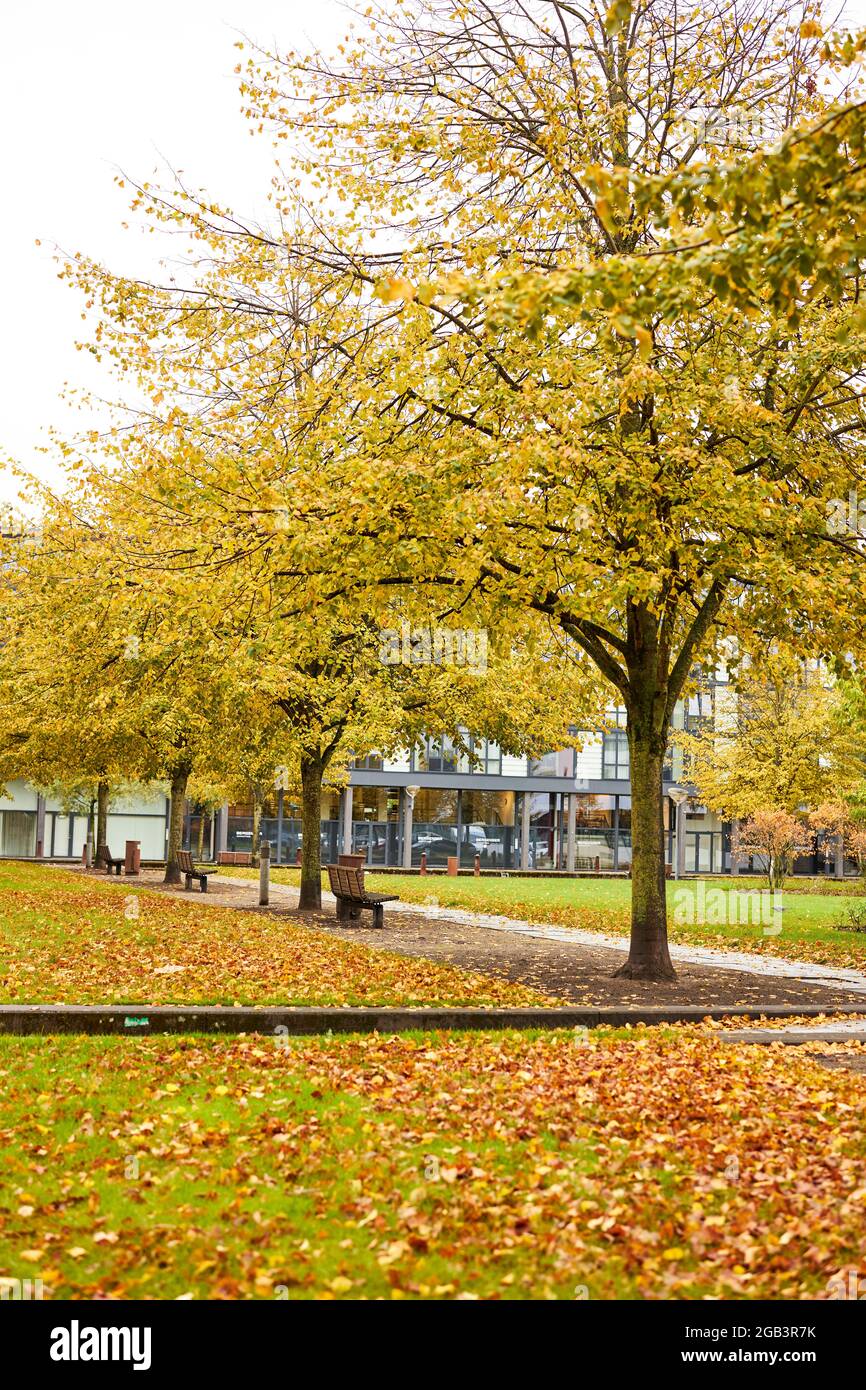 big-park-with-large-trees-in-fall-stock-photo-alamy