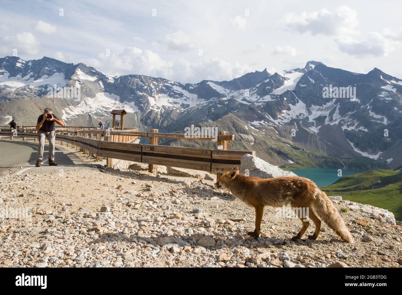 a fox looking to a photographer in the Gran Paradiso National Park in Italy Stock Photo