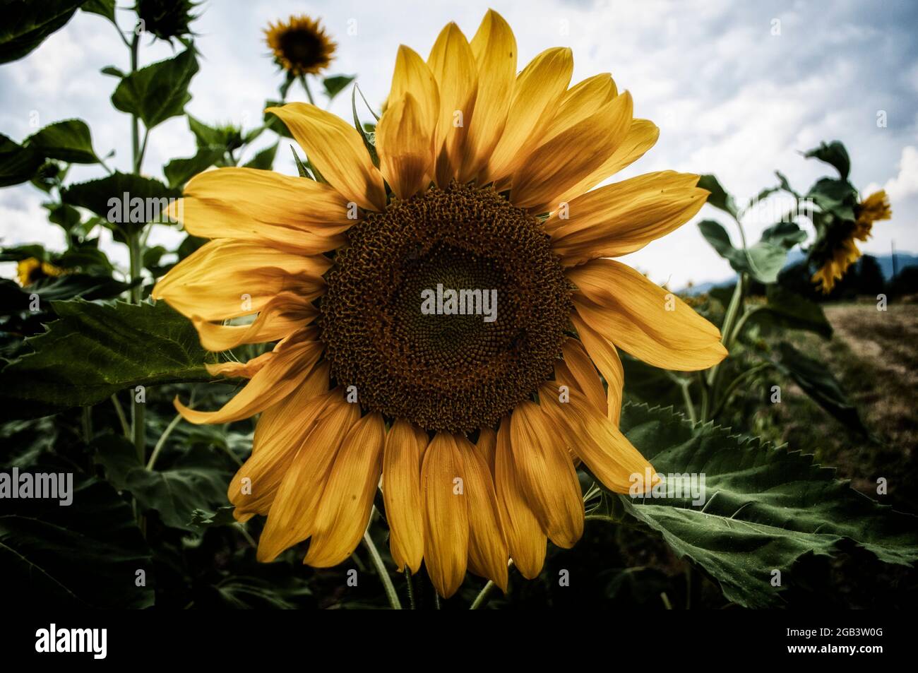 Field planted with sunflowers. Stock Photo