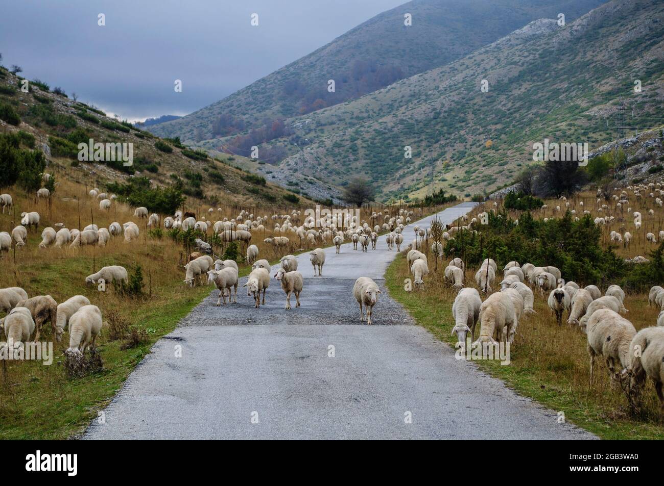 Sheep eat grass on the heights of the mountain. and cross an asphalt ...