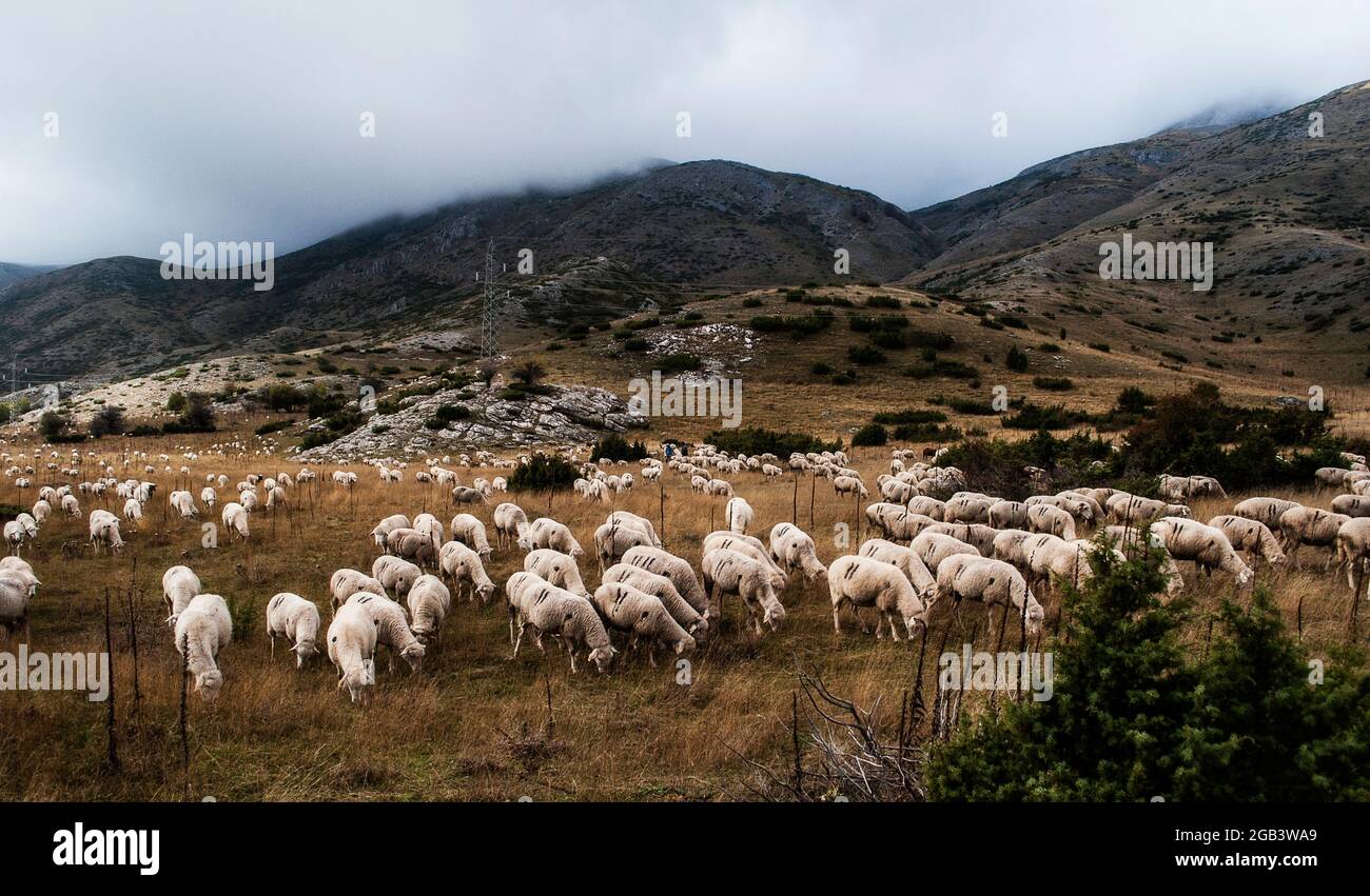 Sheep eat grass on the heights of the mountain Stock Photo - Alamy
