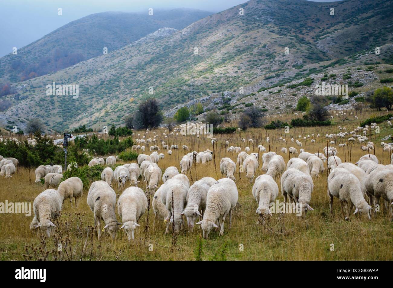 Sheep eat grass hi-res stock photography and images - Alamy