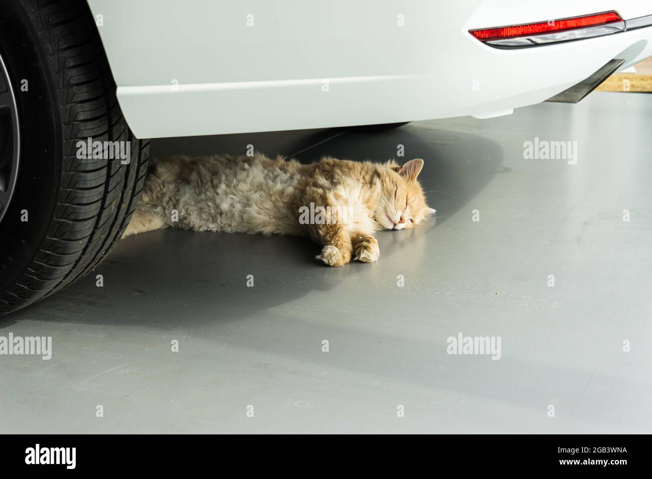 the cat is sleeping or resting in the shade of a new car. animal under the car. Stock Photo