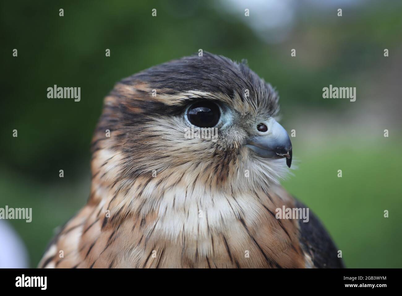 A beautiful Merlin Bird, (a small species of falcon from the Northern Hemisphere), pictured in East Sussex, UK. Stock Photo