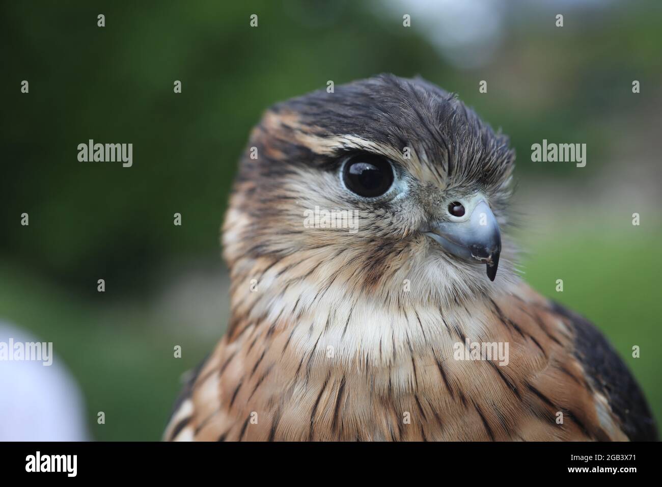 A beautiful Merlin Bird, (a small species of falcon from the Northern Hemisphere), pictured in East Sussex, UK. Stock Photo
