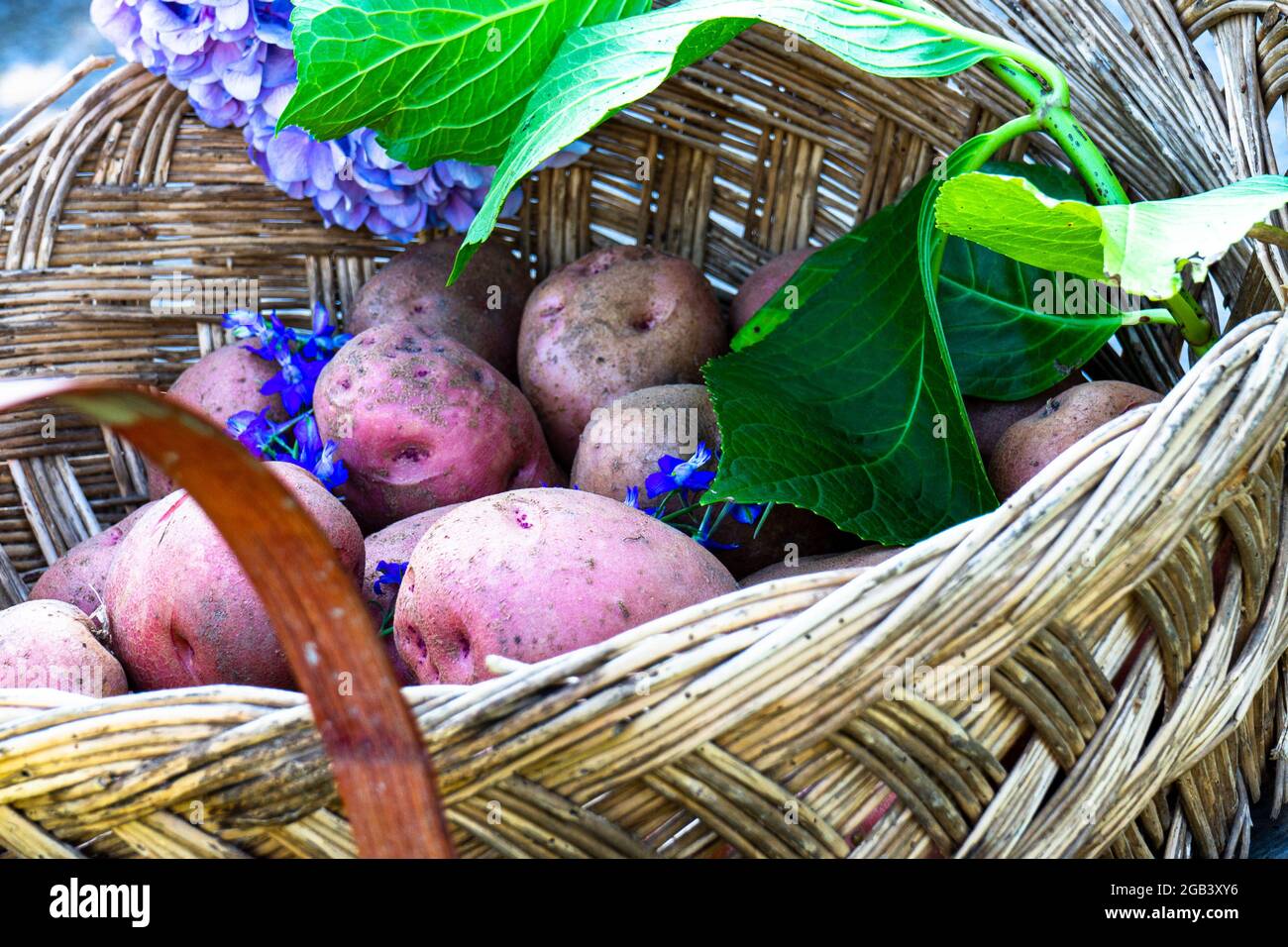 red potatoes inside a wicker basket Stock Photo