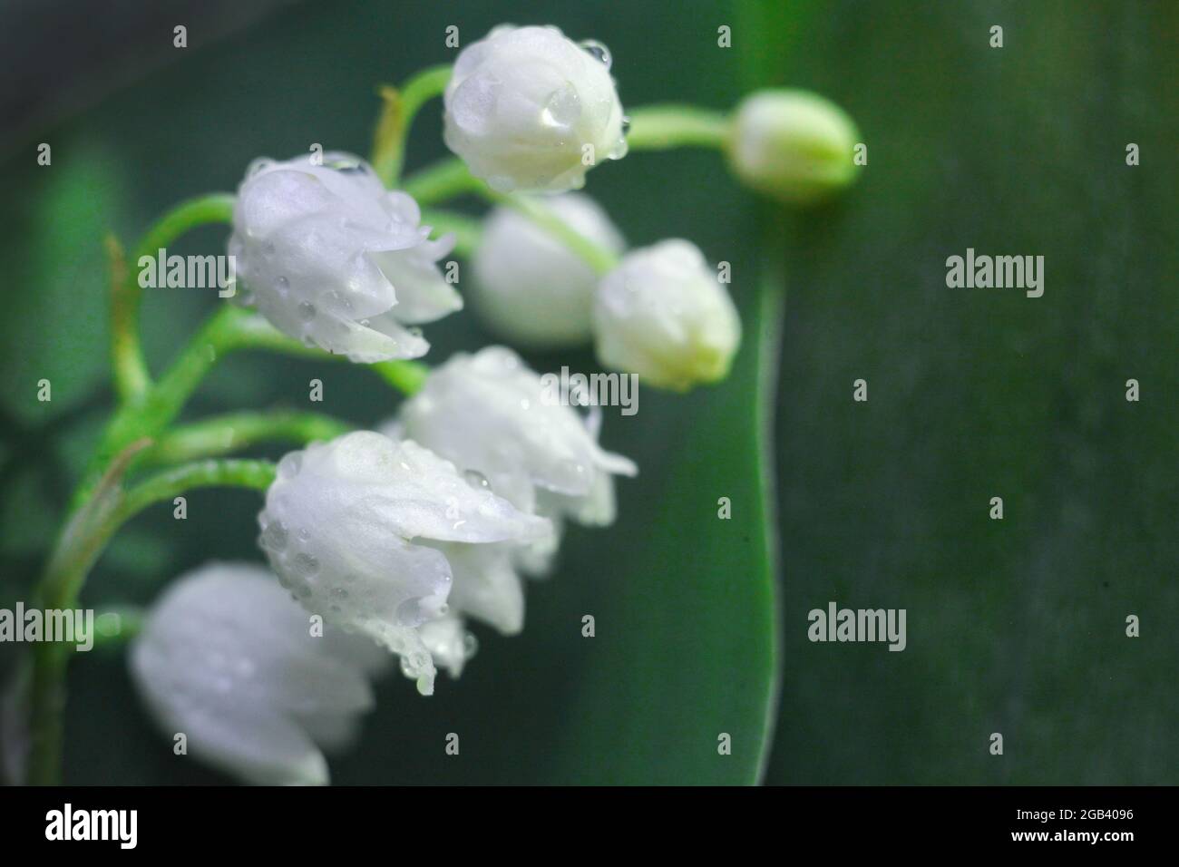 Lily of the valley flower close up in spring gardenat green background ...