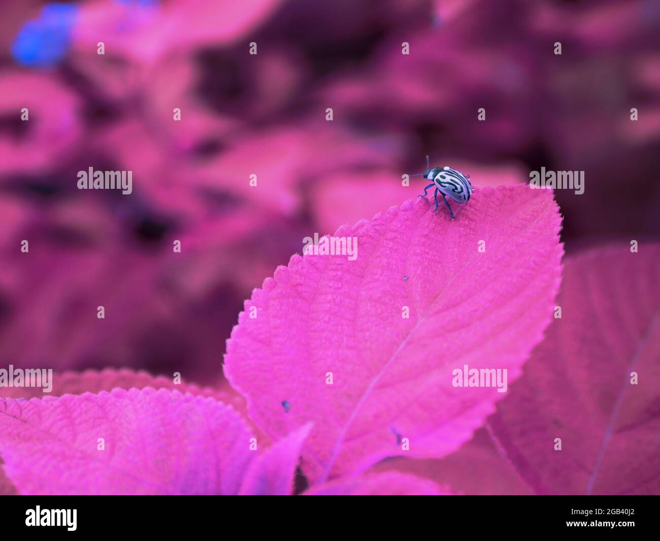 Asian beetle sitting upon pink leaf, Nature background with text space, Indian insect lifestyle. Stock Photo