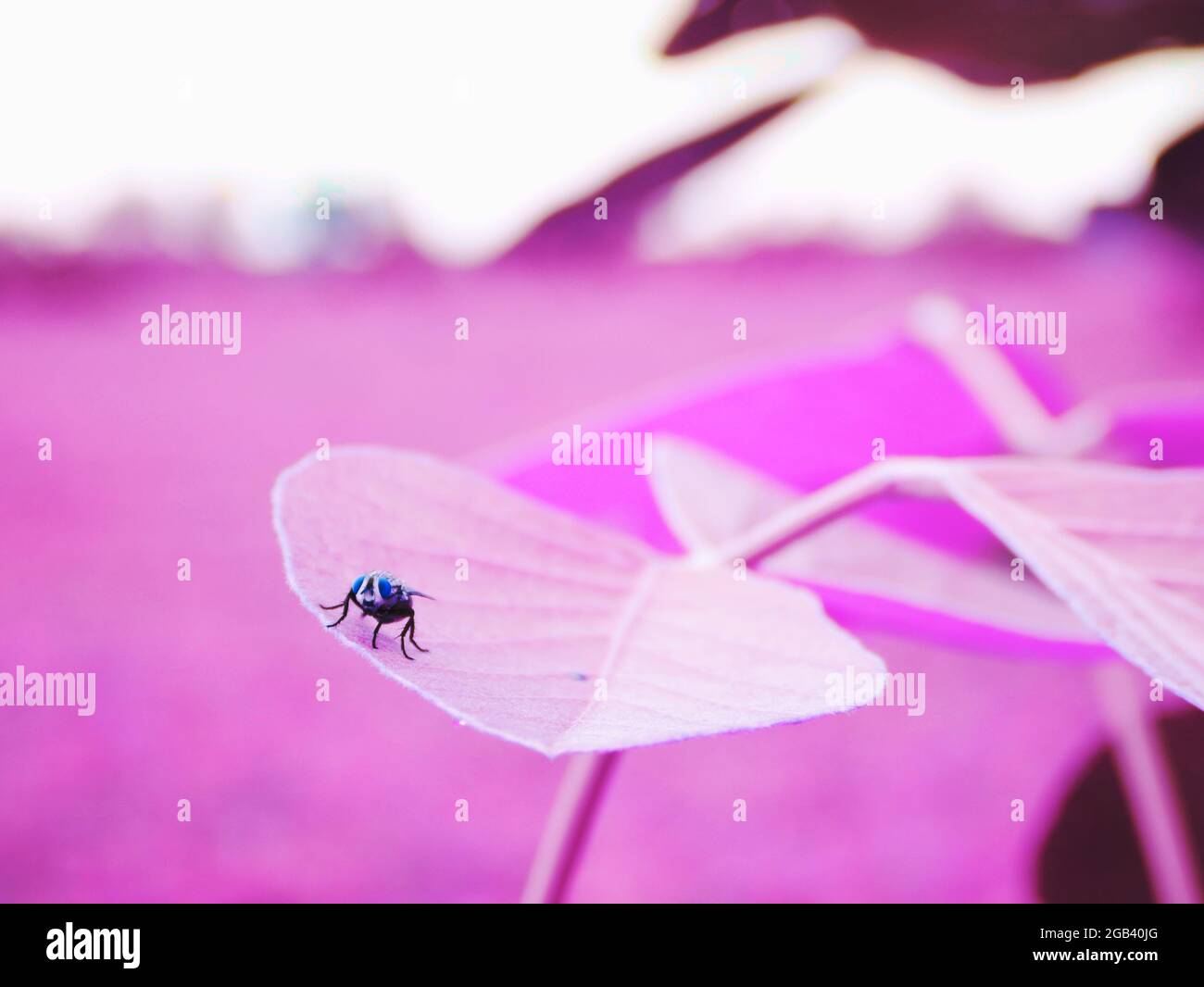 Asian fly insect sitting upon pink leaf, Nature background with text space, Indian creature lifestyle. Stock Photo