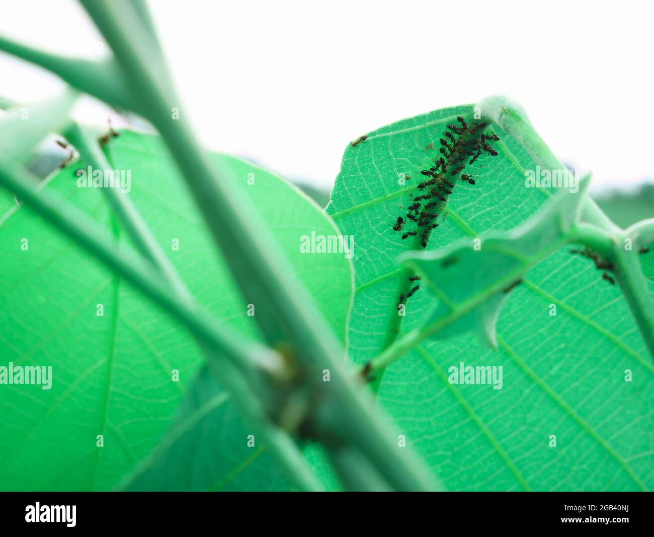 Group of ant image on leaf top corner frame shot, Nature background with text space, Indian insect presentation. Stock Photo