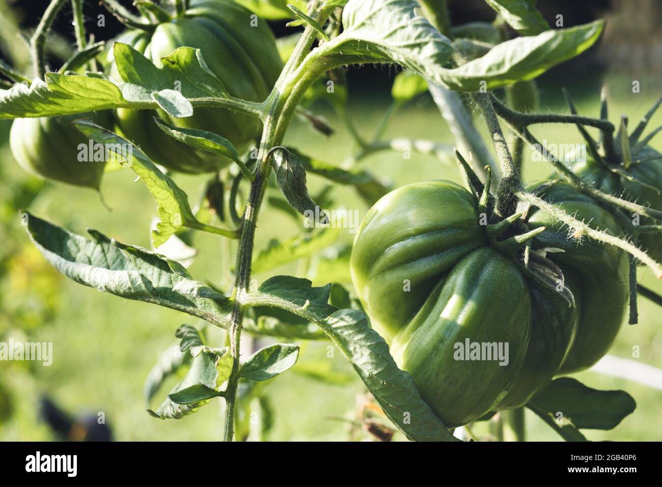 Unripe tomatoes on a branch in the garden in summer Stock Photo