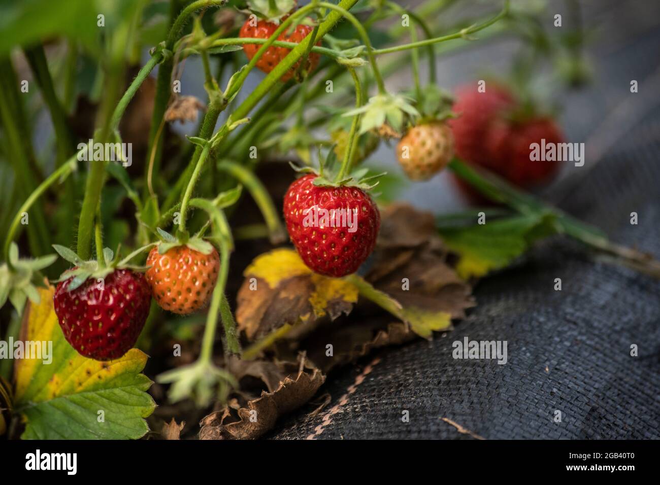 fresh strawberries in the garden Stock Photo - Alamy