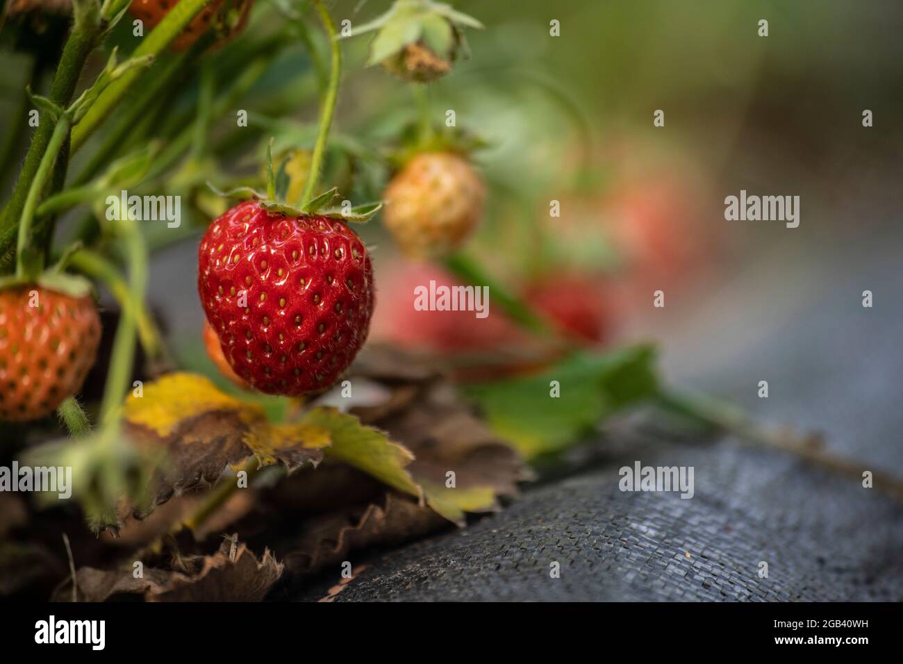fresh strawberries in the garden Stock Photo - Alamy