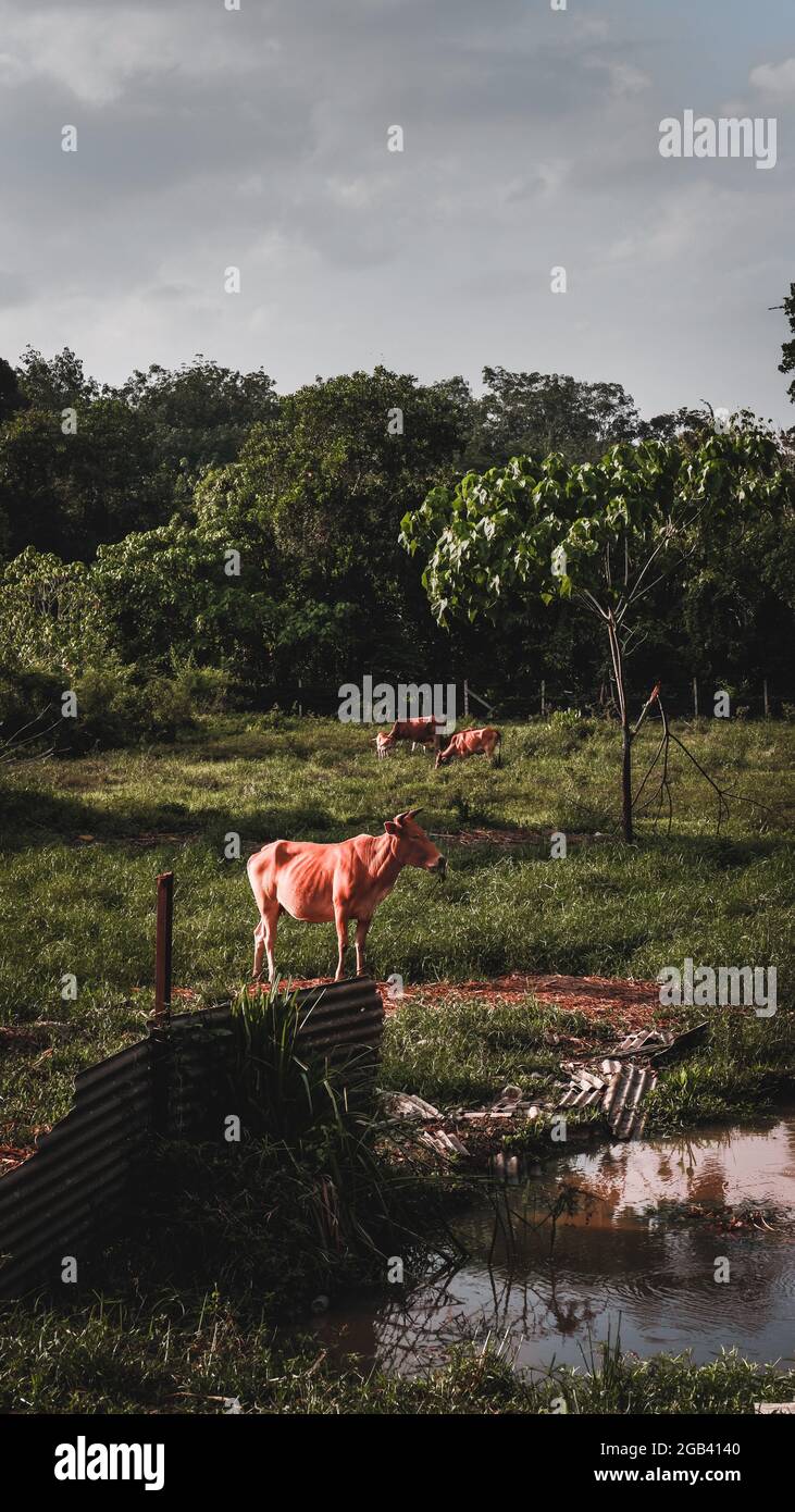 A family of cows Stock Photo