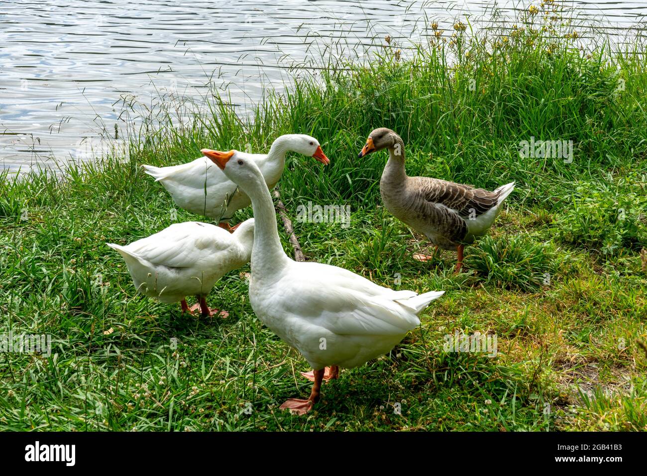 Four geese by a pond hi-res stock photography and images - Alamy