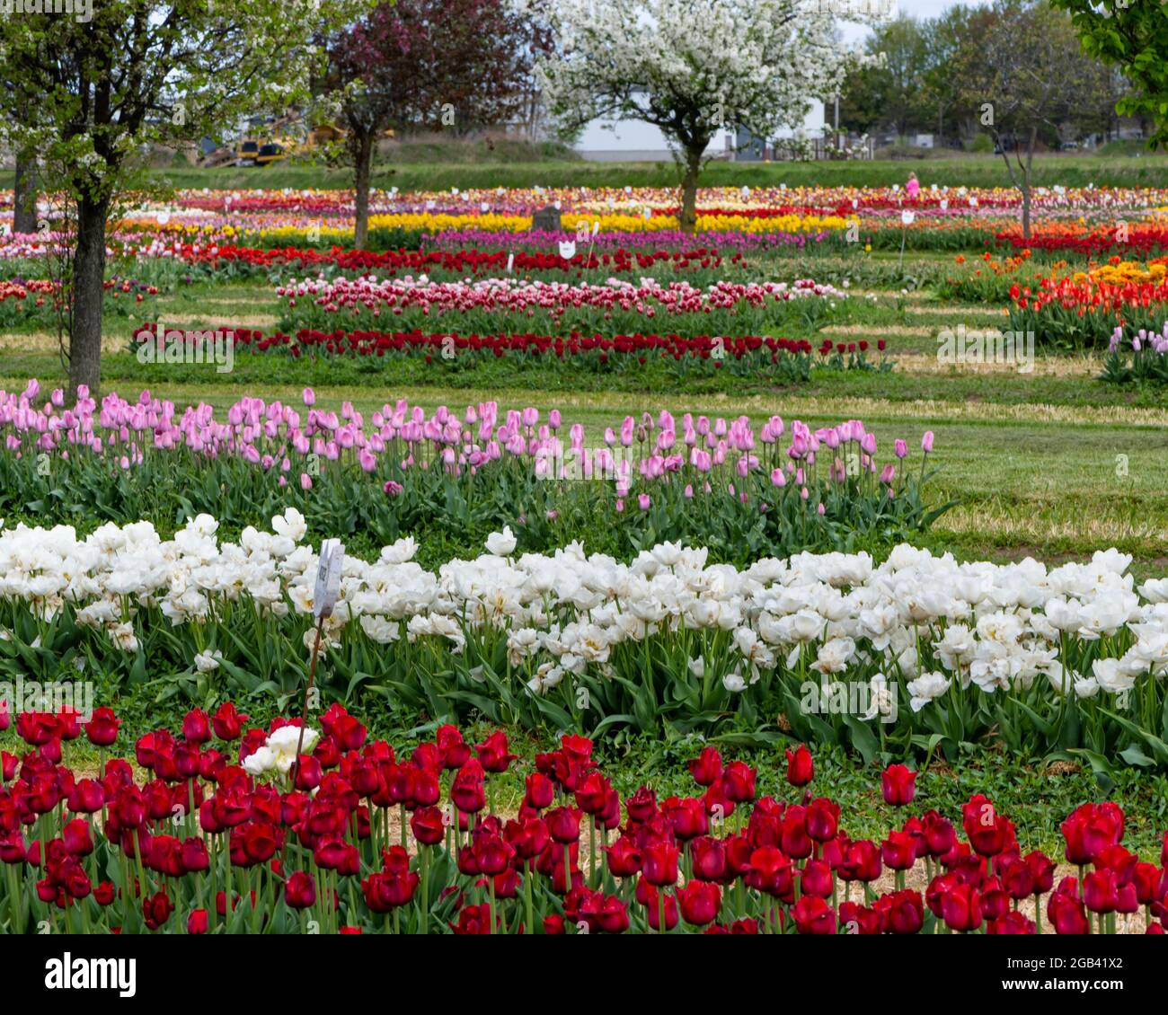 Field of tulips at Veldheer Tulip Gardens, in Holland, Michigan. Stock Photo