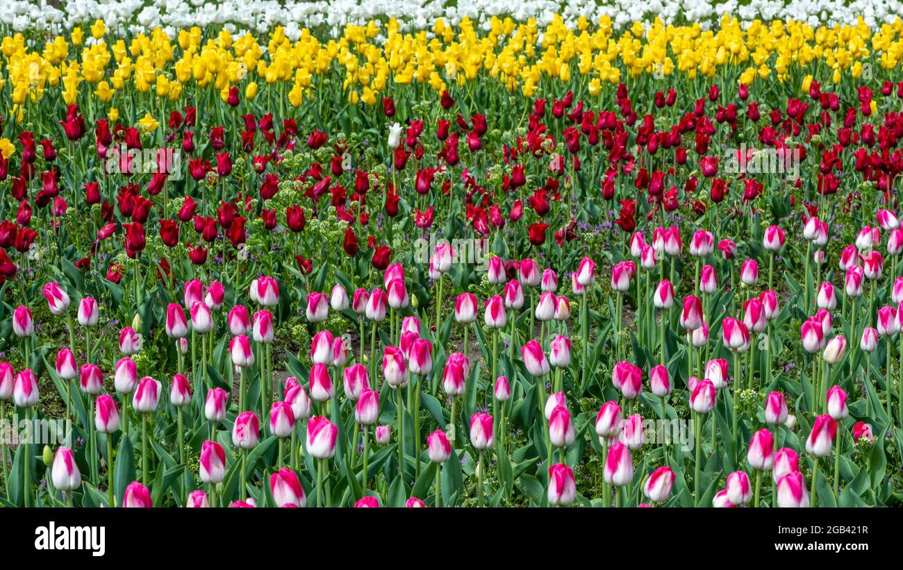 Field of tulips at Veldheer Tulip Gardens, in Holland, Michigan Stock