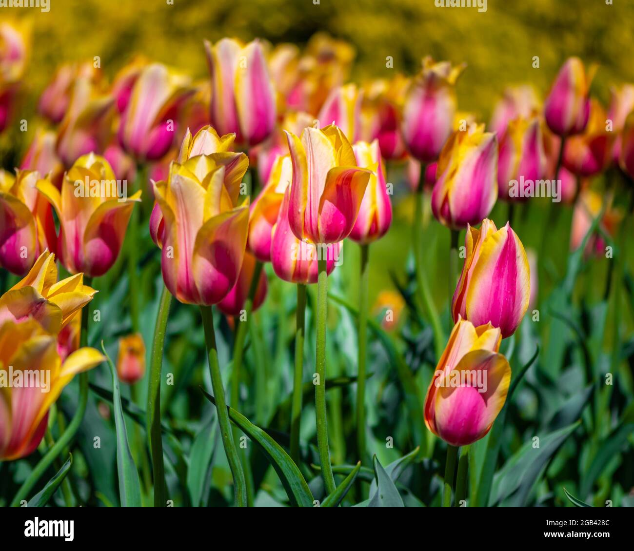 Tulips at Veldheer Tulip Gardens, in Holland, Michigan Stock Photo Alamy