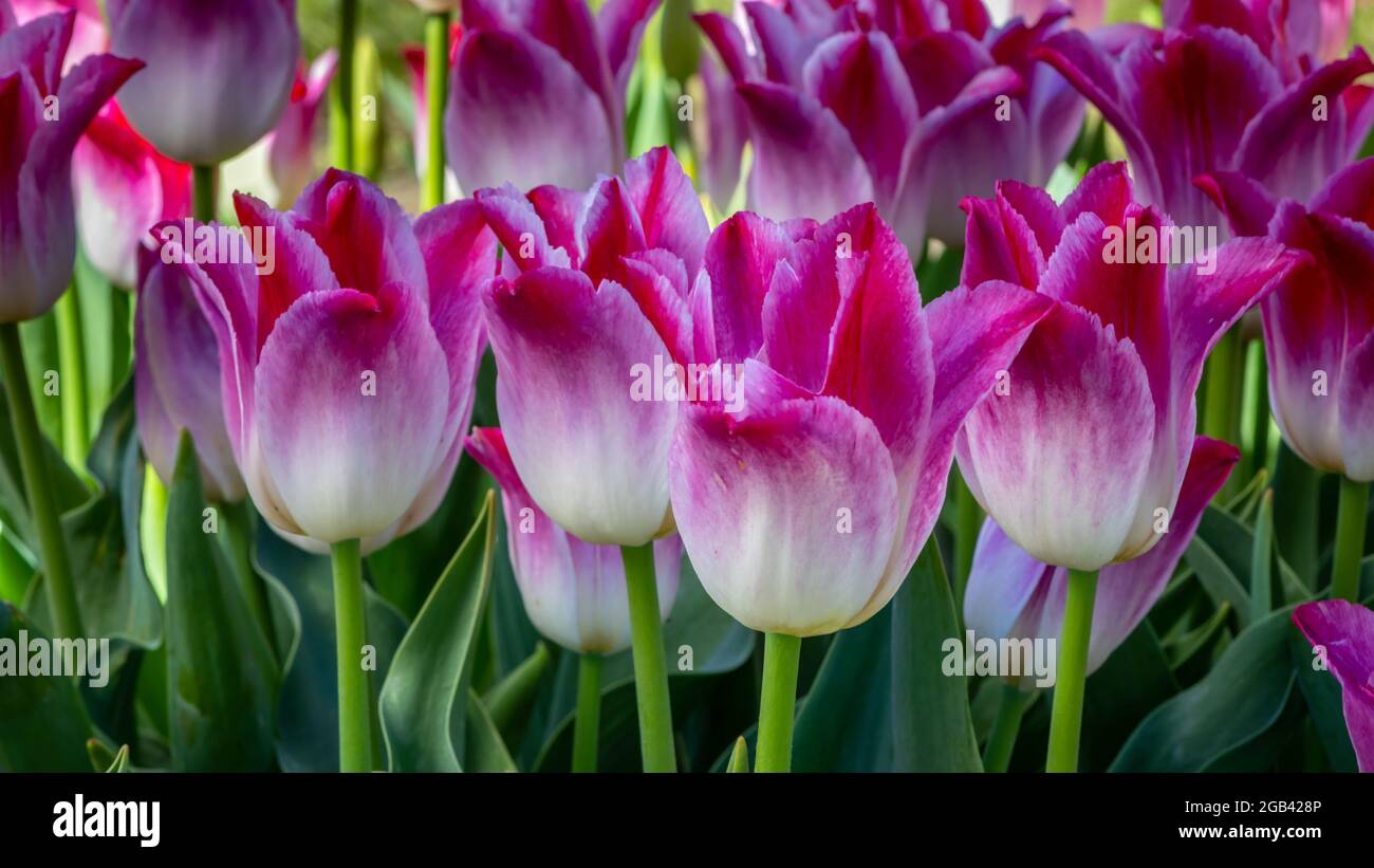 Tulips at Veldheer Tulip Gardens, in Holland, Michigan Stock Photo Alamy