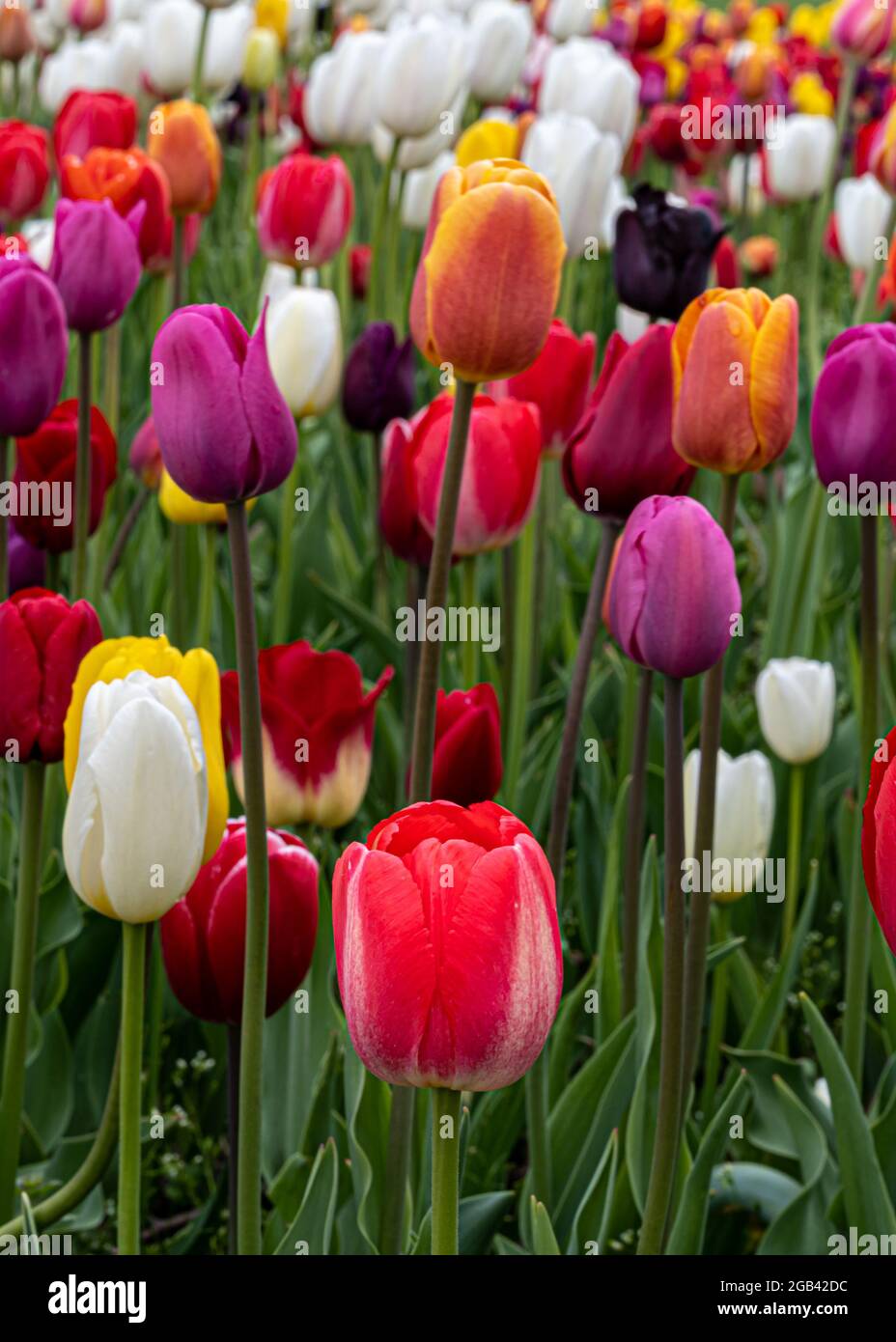 'Medley', Tulips at Centennial Park, in Holland, Michigan. Stock Photo