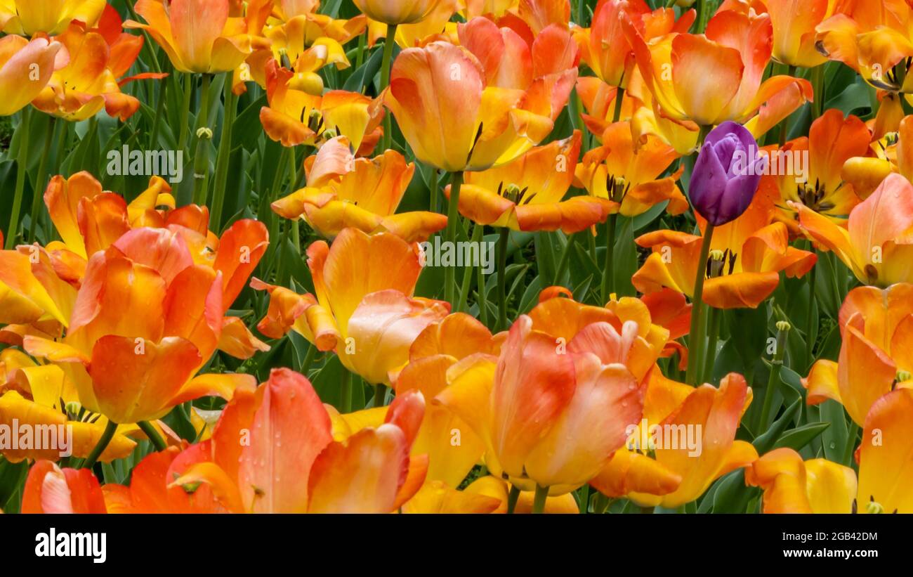 'Rebel Rebel', Tulips at Centennial Park, in Holland, Michigan. Stock Photo