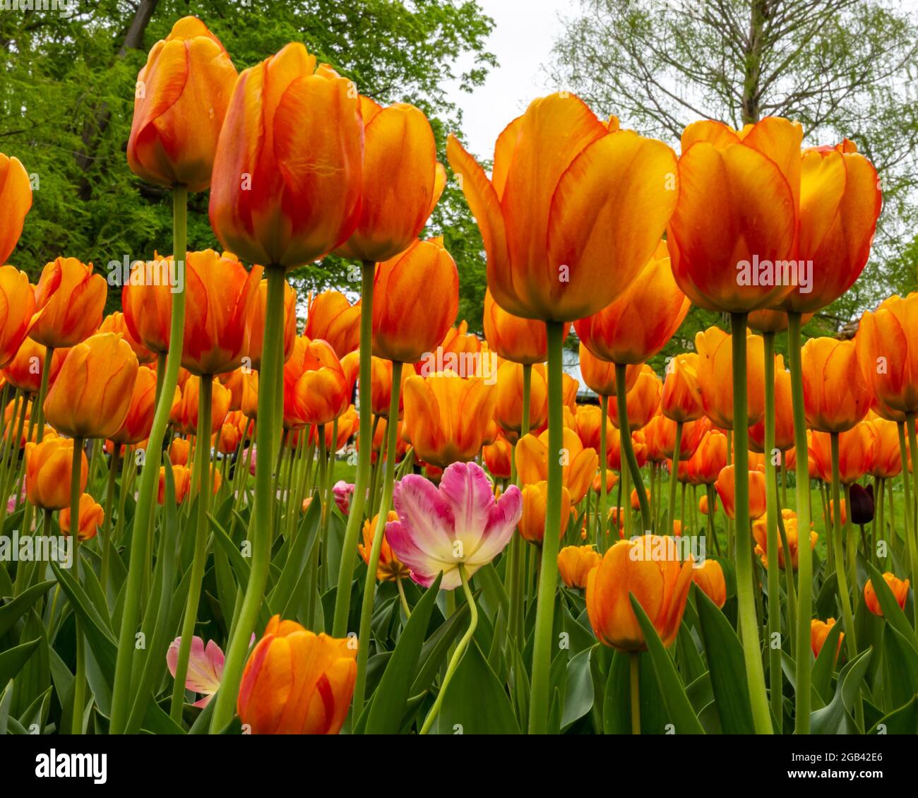'Flying Under the Radar', Tulips at Centennial Park, in Holland, Michigan. Stock Photo