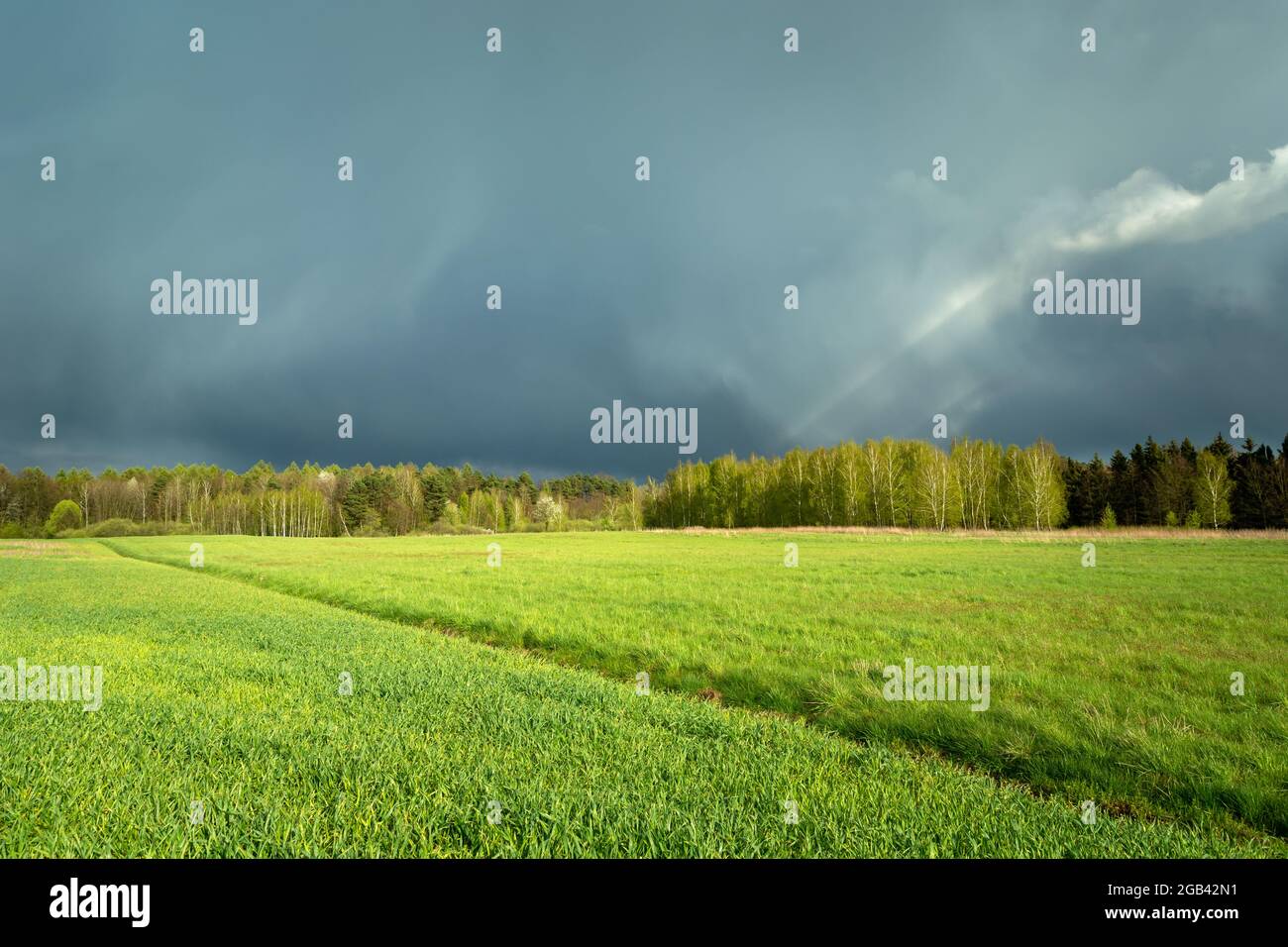 Storm cloud over the forest and meadow, Czulczyce, Lubelskie, Poland Stock Photo