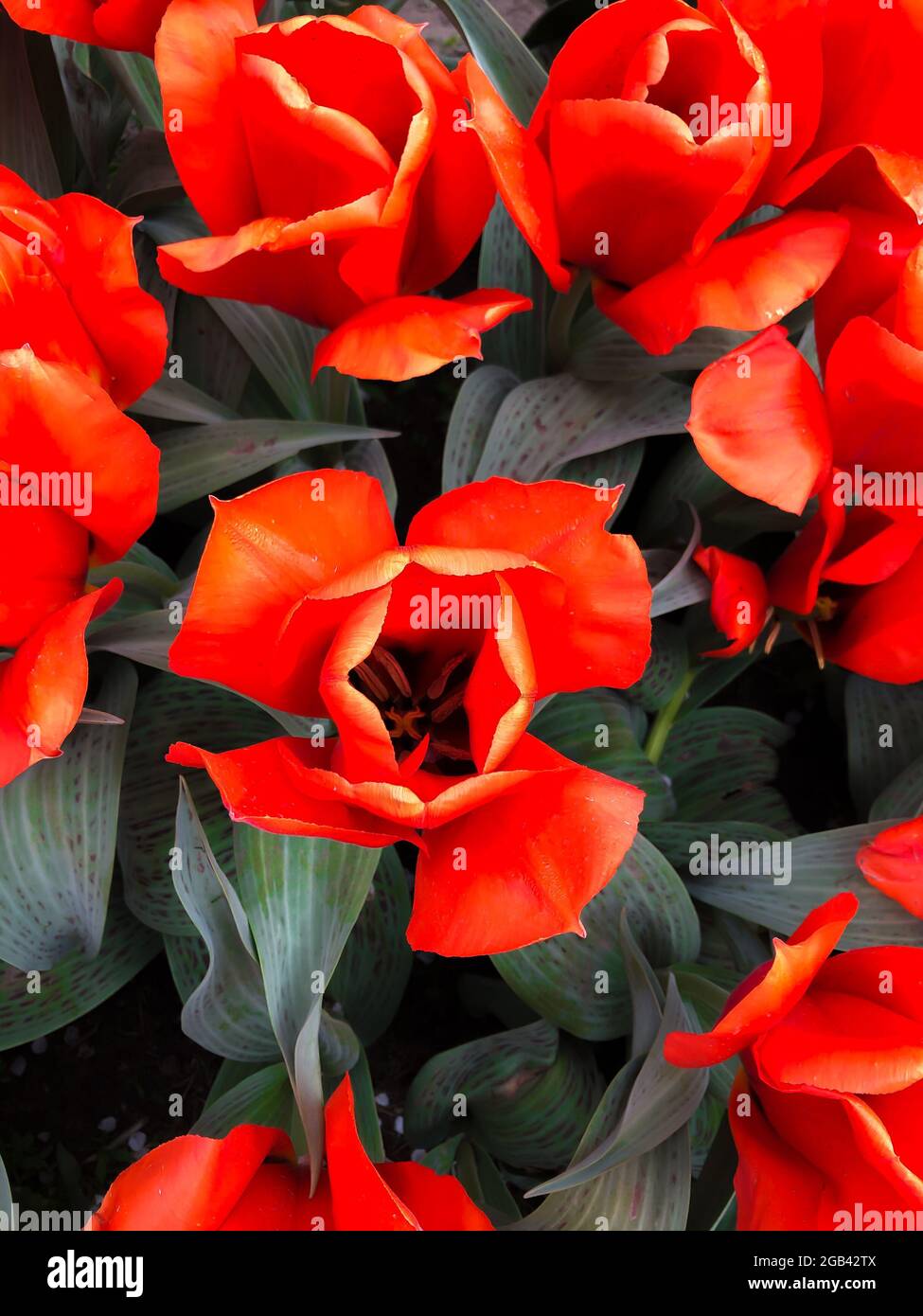 Tulips at Veldheer Tulip Gardens, in Holland, Michigan Stock Photo Alamy