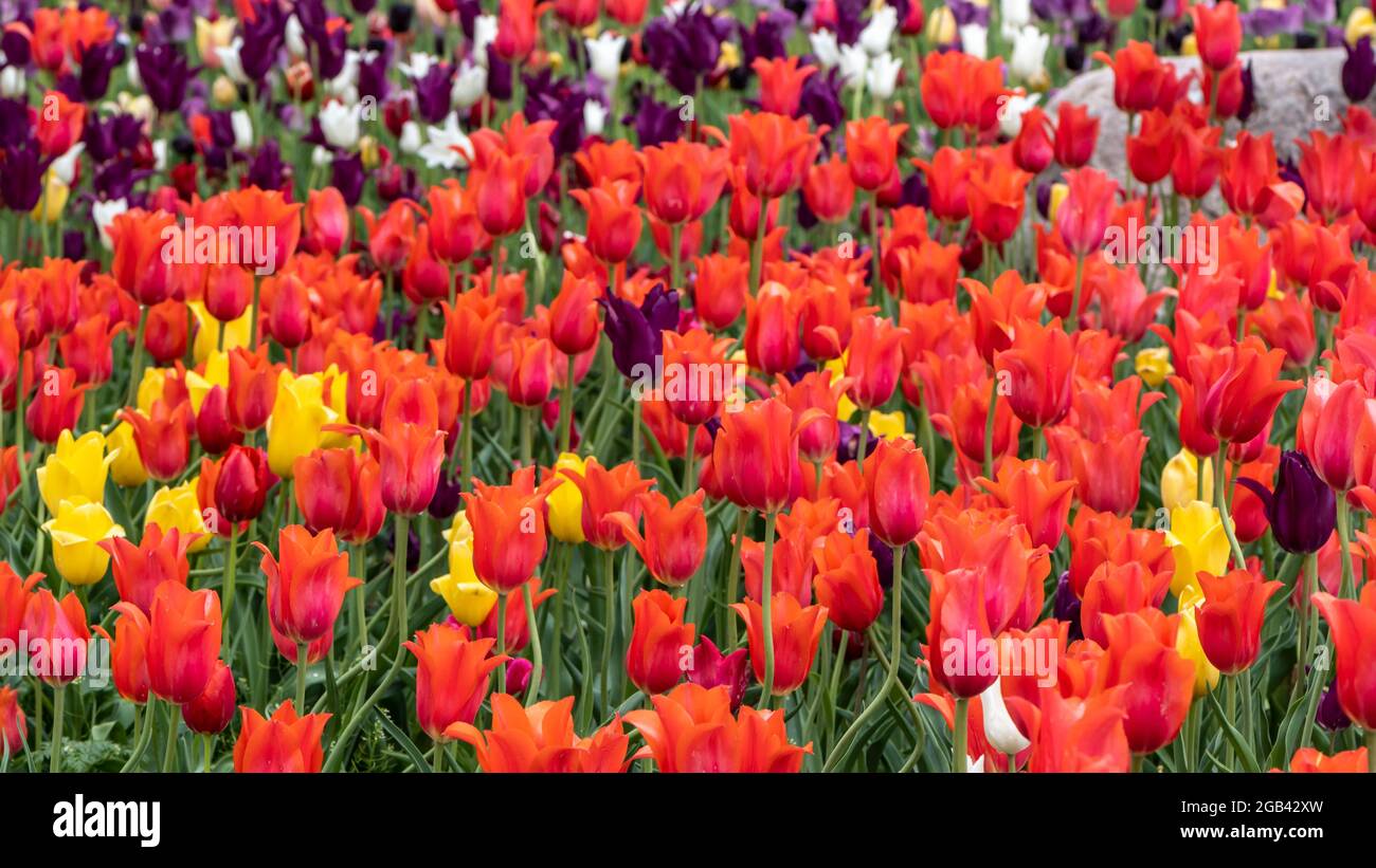 Colorful tulips at Window on the Waterfront, in Riverview Park, Holland, Michigan. Stock Photo