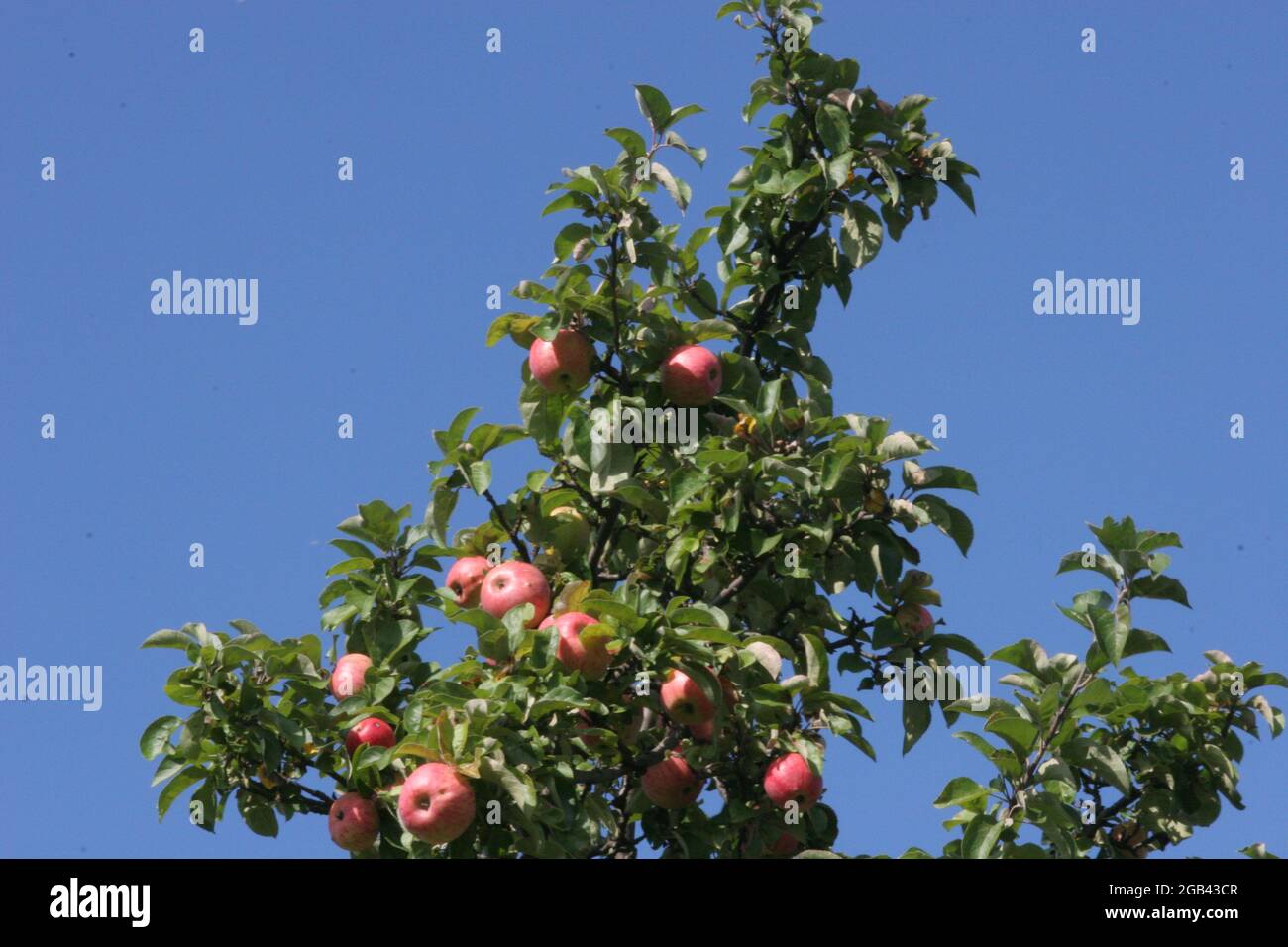 Apple tree, malus mill, apples on the tree, court, Stock Photo