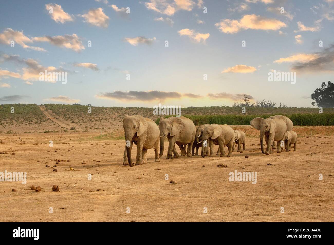Herd of African Elephants in a row in Addo Elephant Park, South Africa Stock Photo