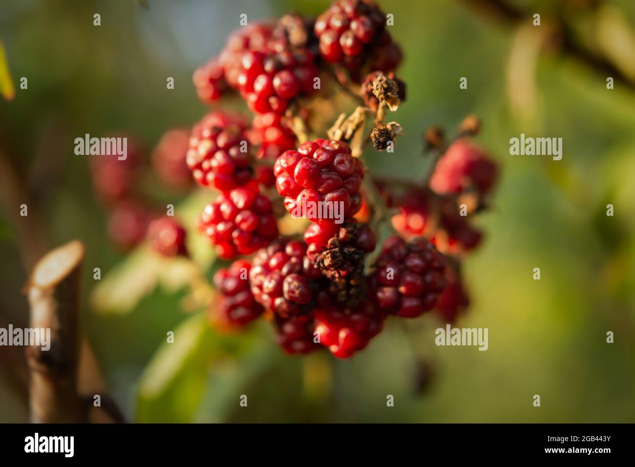 Blackberry bush close-up on a blurry background. The concept of summer, summer fruits and berries, vitamins and healthy nutrition. Ripe blackberries o Stock Photo