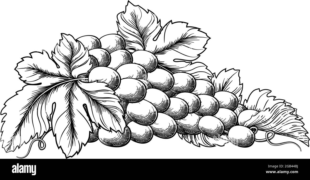 Grapes Bunch Vine And Leaves Woodcut Etching Style Stock Vector