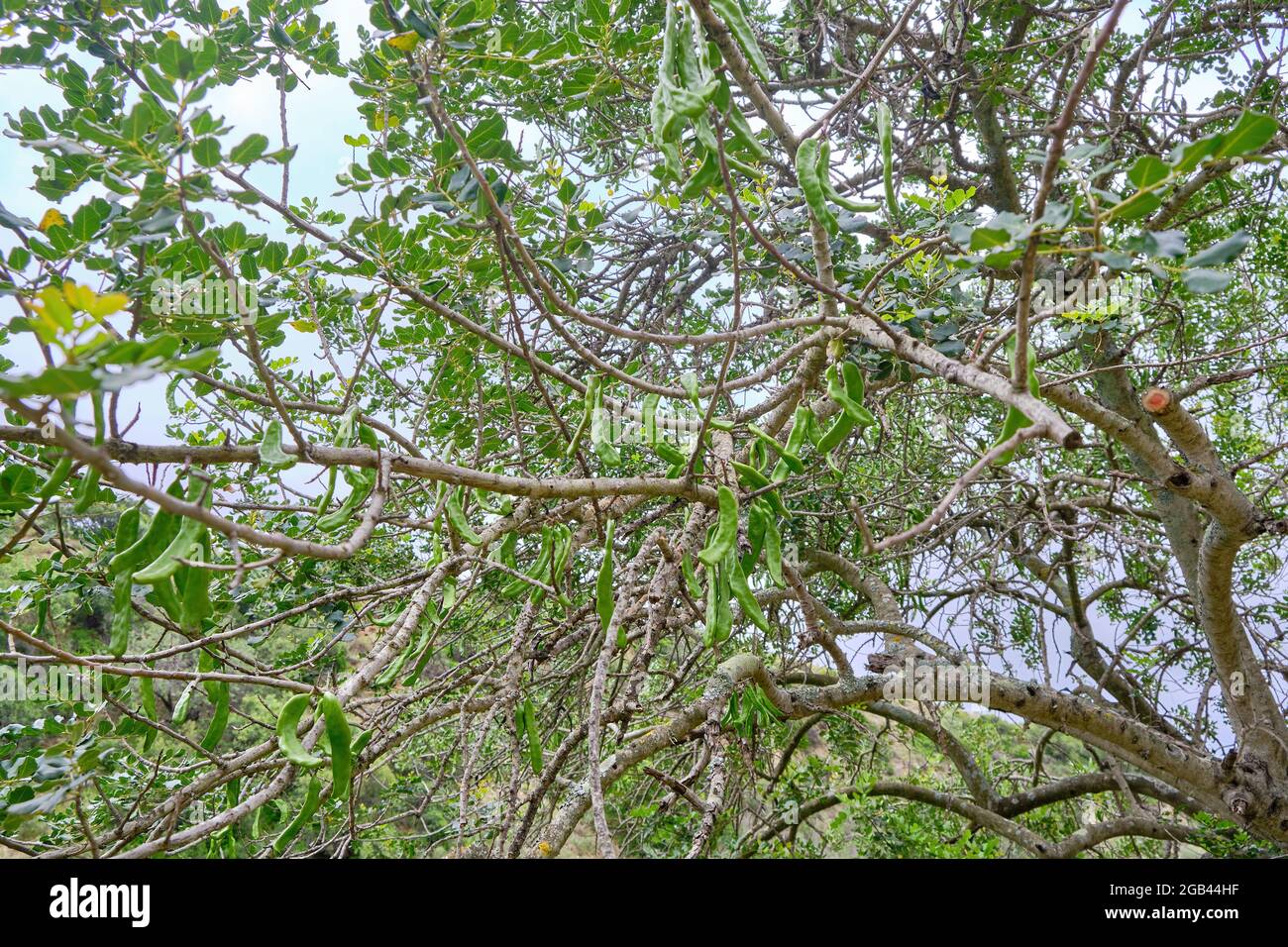 Ceratonia siliqua, commonly known as the carob tree or carob bush, St
