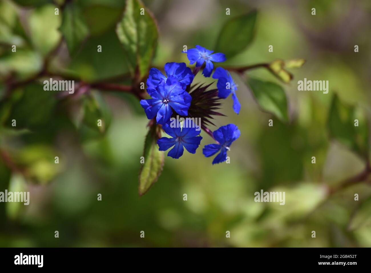 a beautiful flowering Chinese plumbago Stock Photo