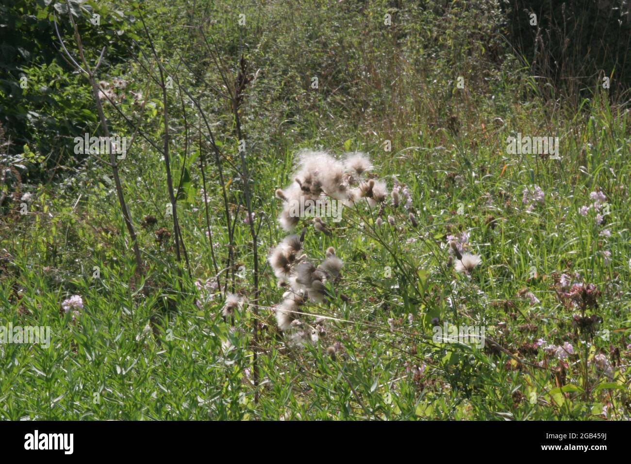 Thistles, carduus nutans, blossom thistles, arvensis, calcalereous, Stock Photo