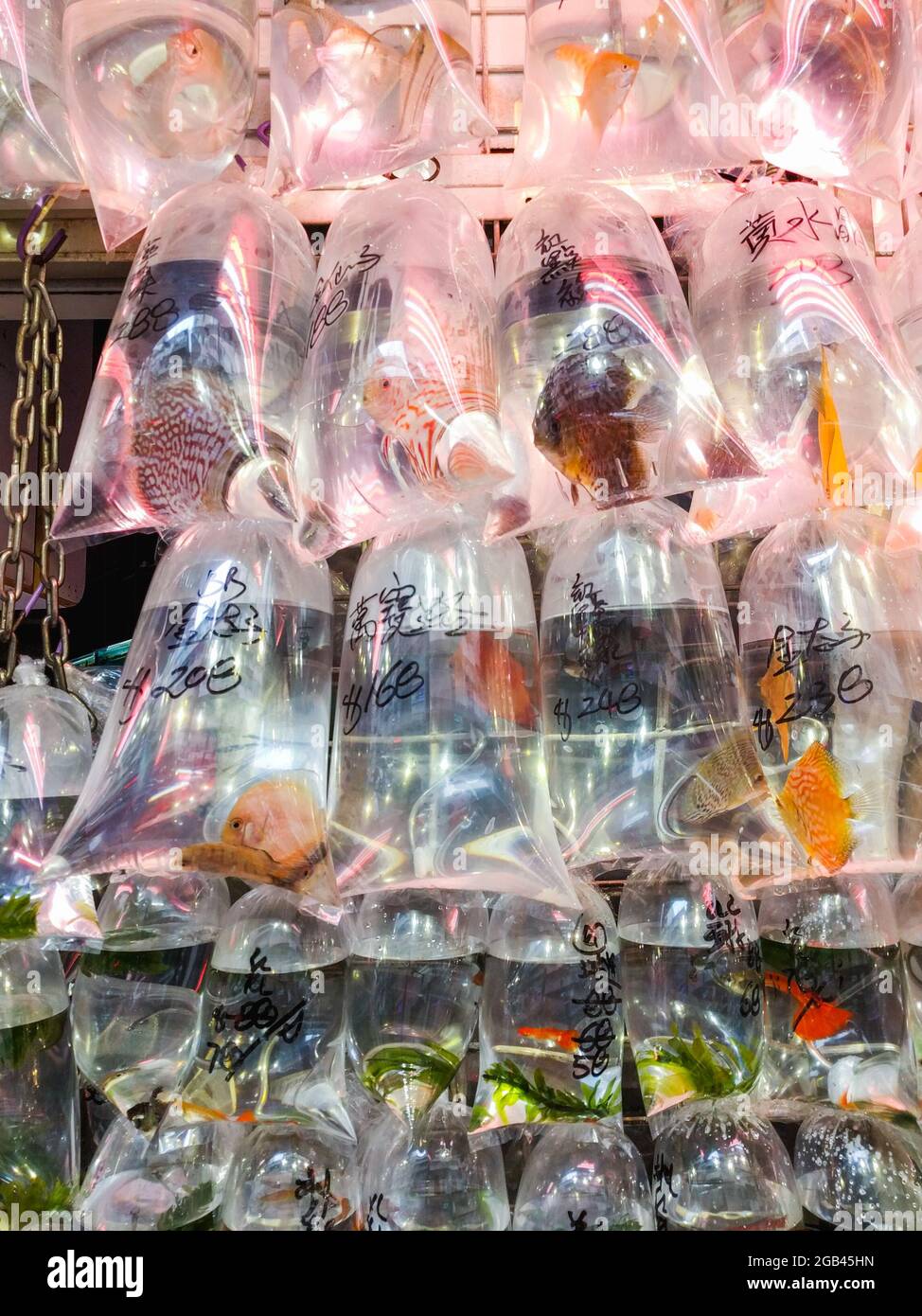 Colourful fish in bags at a pet shop in Hong Kong Stock Photo