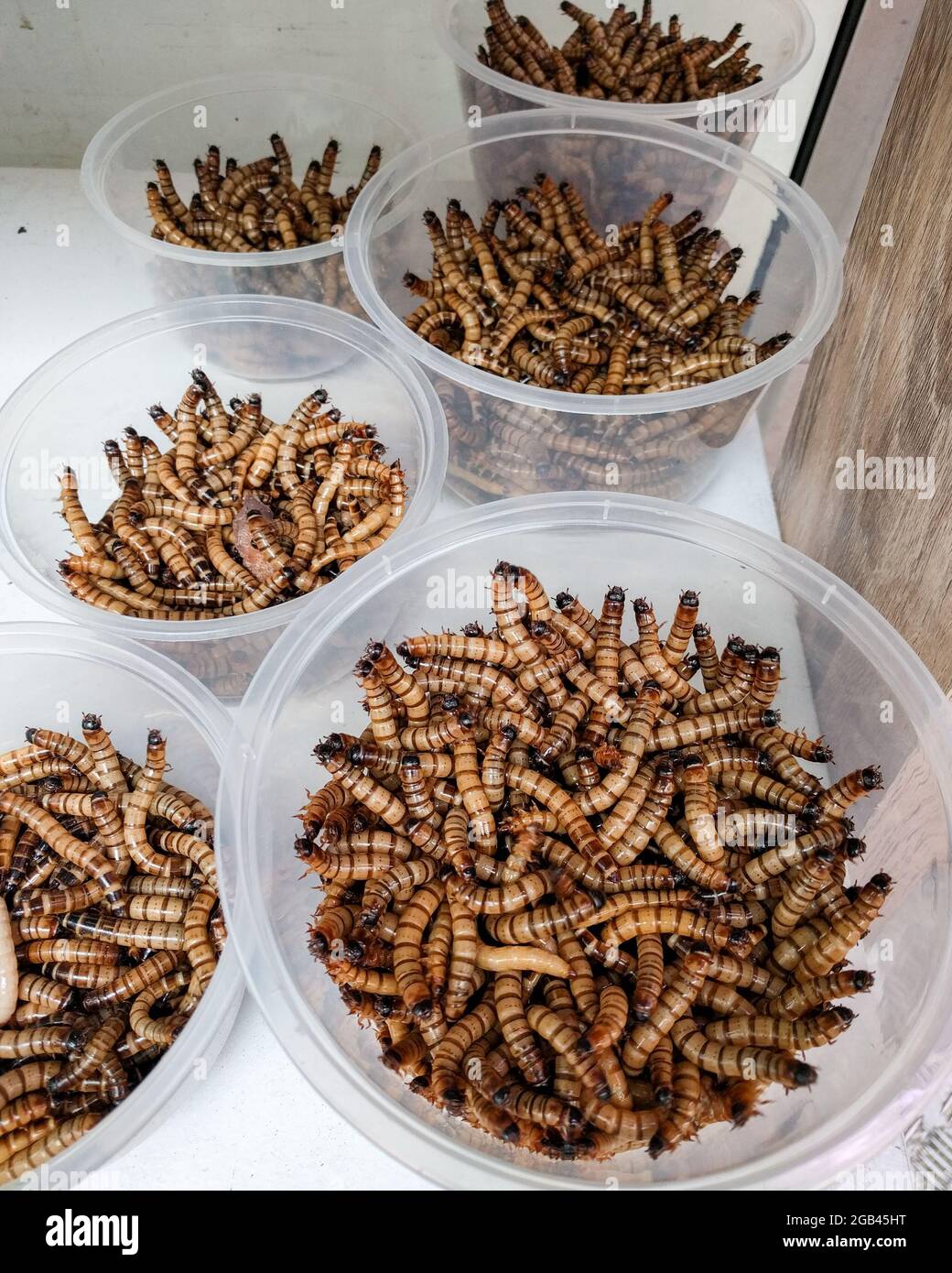 Closeup to plastic tubs filled with Hong Kong caterpillar at a shop in Hong Kong Stock Photo