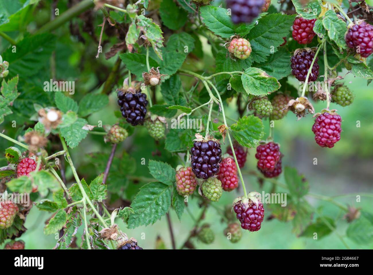 Boysenberries (Rubus ursinus x idaeus) growing on an allotment. South Yorkshire, England, UK. Stock Photo