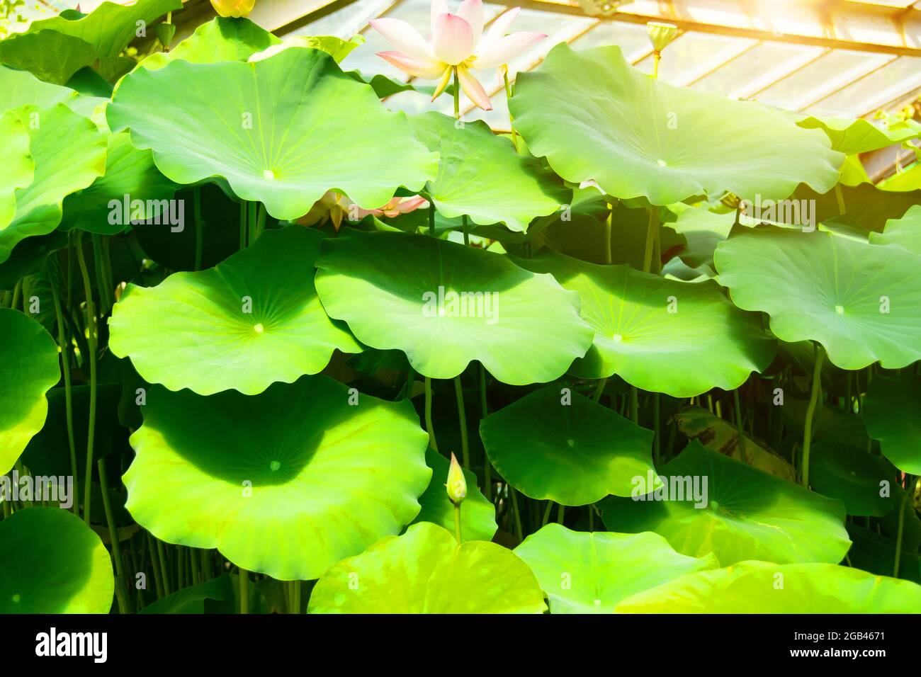 Bright green lotus leaf background aquatic plants Stock Photo - Alamy